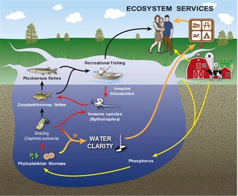 fish ecosystem|Ecosystems in Washington .